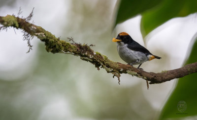 Flame-crowned Flowerpecker (Dicaeum anthonyi)