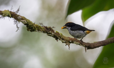 Flame-crowned Flowerpecker (Dicaeum anthonyi)