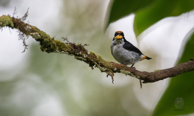 Flame-crowned Flowerpecker (Dicaeum anthonyi)