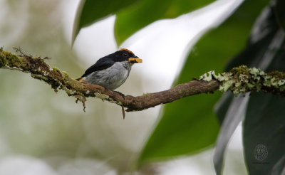 Flame-crowned Flowerpecker (Dicaeum anthonyi)