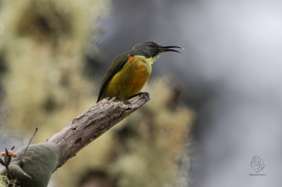 Sunbird, Apo (Aethopyga boltoni)