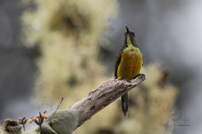 Apo Sunbird (Aethopyga boltoni)