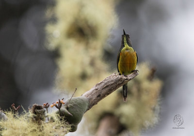 Apo Sunbird (Aethopyga boltoni)