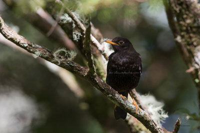 Island Thrush (Turdus poliocephalus)