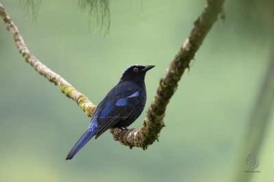 Philippine Fairy-Bluebird (Irena cyanogaster)