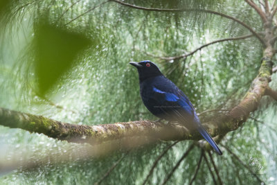 Philippine Fairy-Bluebird (Irena cyanogaster)