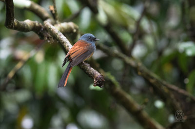 Blue-headed Fantail (Rhipidura cyaniceps)