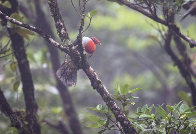 Fruit-Dove, Flame-breasted (Ptilinopus marchei)