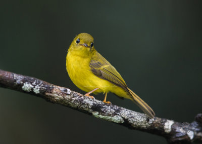 Citrine Canary-Flycatcher (Culicicapa helianthea)