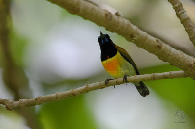 Flaming Sunbird (male) (Aethopyga flagrans)