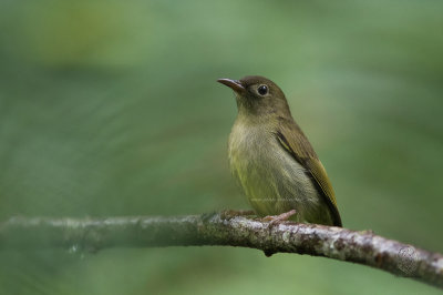 Buzzing Flowerpecker (Dicaeum hypoleucum)