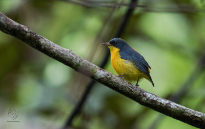 Orange-bellied Flowerpecker  (male) (Dicaeum trigonostigma)