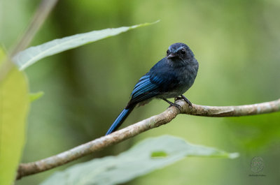 Fantail, Mindanao Blue (Rhipidura superciliaris)