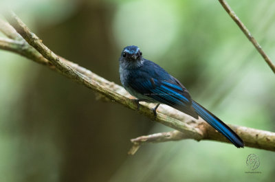 Mindanao Blue Fantail (Rhipidura superciliaris)
