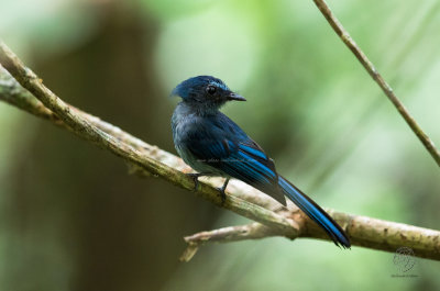 Mindanao Blue Fantail (Rhipidura superciliaris)