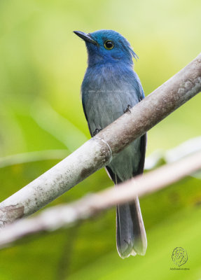 Celestial Monarch (Hypothymis coelestis)