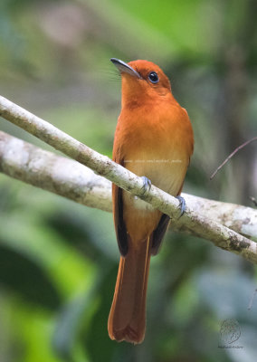 Rufous Paradise-Flycatcher (Terpsiphone cinnamomea)