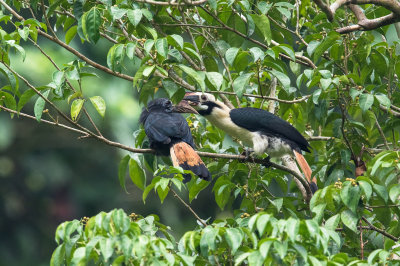 Mindanao Tarictic Hornbill (Penelopides affinis)