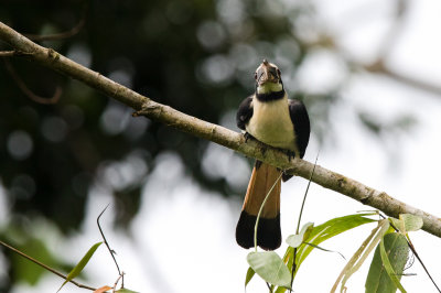 Mindanao Tarictic Hornbill (Penelopides affinis)