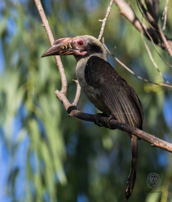 Luzon Hornbill (male) (Penelopides manillae)