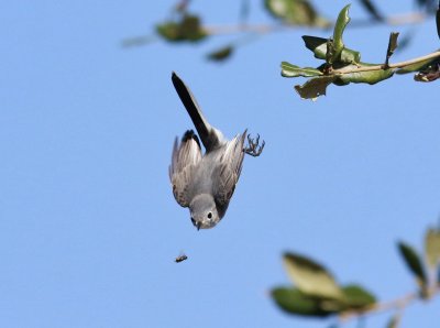 Blue-gray Gnatcatcher Diving After An Insect!