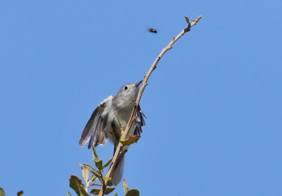 Blue-gray Gnatcatcher Hunting Insects!