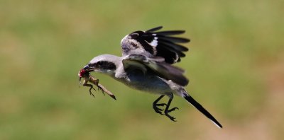 Loggerhead Shrike Fledgling with a Gecko!