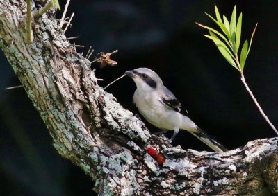 Loggerhead Shrike fledgling admiring it's handiwork!