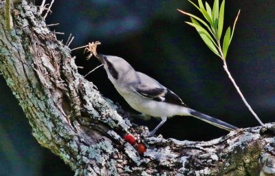 Loggerhead Shrike fledgling trying it's hand at impaling a Gecko!