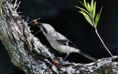 Loggerhead Shrike fledgling impaling a Gecko!