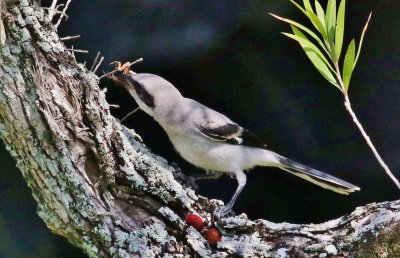 Loggerhead Shrike fledgling impailing a Gecko!