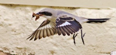 Loggerhead Shrike