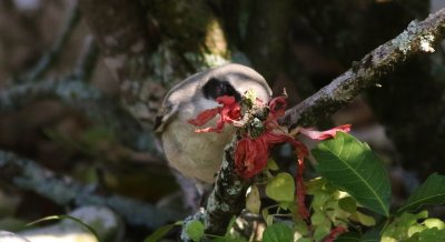 Loggerhead Shrike