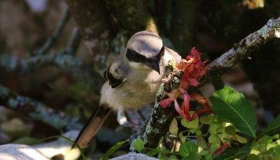 Loggerhead Shrike