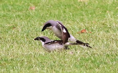 Loggerhead Shrikes Mating!