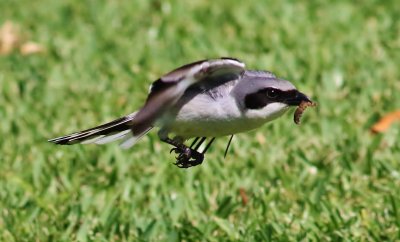 Loggerhead Shrike with a Caterpiller!