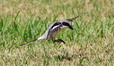 Loggerhead Shrikes  Hover-hunting