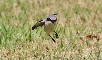 Loggerhead Shrikes  Hover-hunting