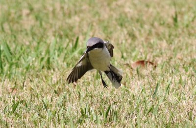 Loggerhead Shrikes  Hover-hunting