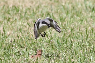 Loggerhead Shrikes  Hover-hunting