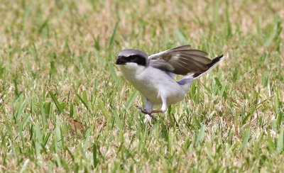 Loggerhead Shrikes  Hover-hunting