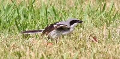 Loggerhead Shrikes  Hover-hunting