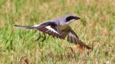 Loggerhead Shrikes  Hover-hunting