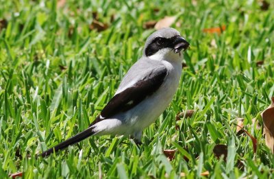 Loggerhead Shrikes  Hover-hunting