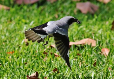 Loggerhead Shrikes  Hover-hunting