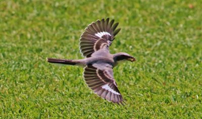 Loggerhead Shrikes  Hover-hunting