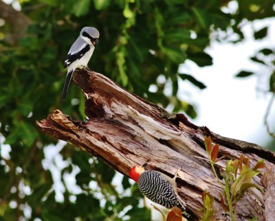 Loggerhead Shrike Versus Red-bellied Woodpecker 