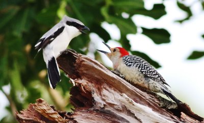 Loggerhead Shrike & Red-bellied Woodpecker 