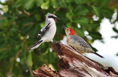 Loggerhead Shrike & Red-bellied Woodpecker 