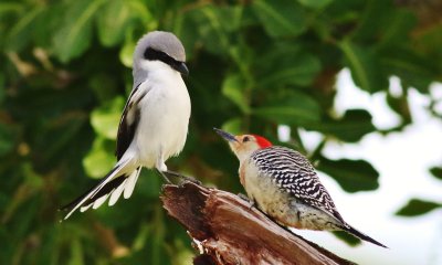 Loggerhead Shrike & Red-bellied Woodpecker 